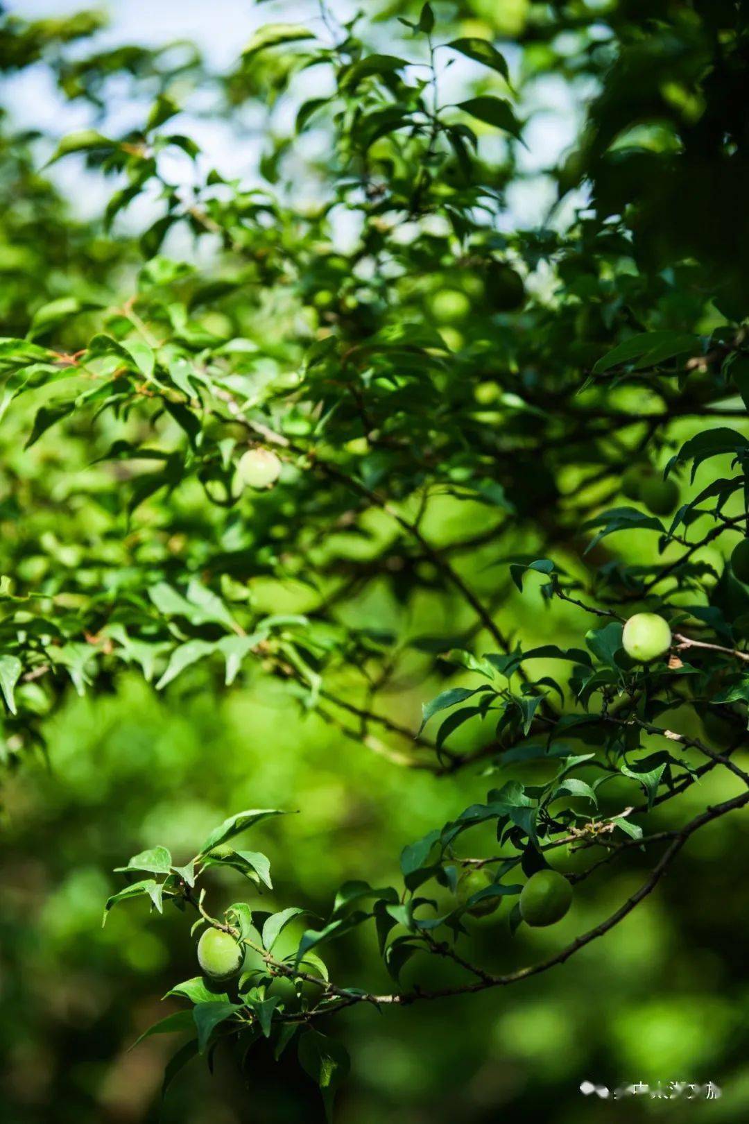 樱桃红了,梅子青了枇杷黄了,桃子熟了享受清爽的夏天就从享受立夏时的