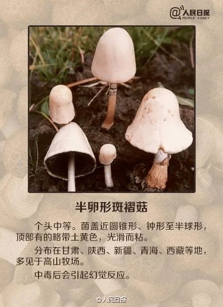 三江人,这种蘑菇能吃吗?