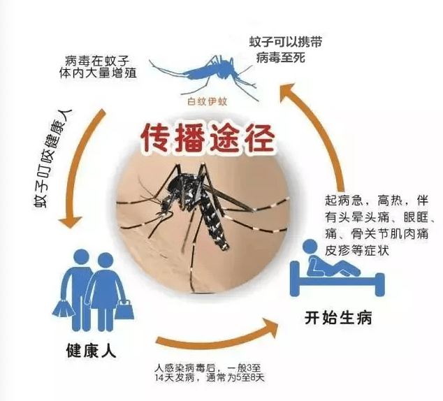 增城街坊注意!未来一个月,全区开展统一灭蚊行动