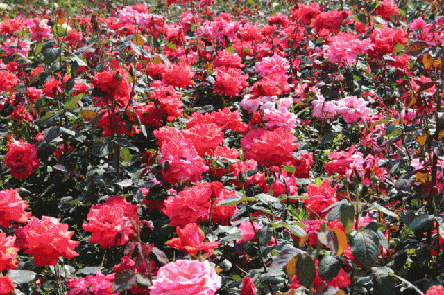 开园全部免费玩!浪漫花海 牧场