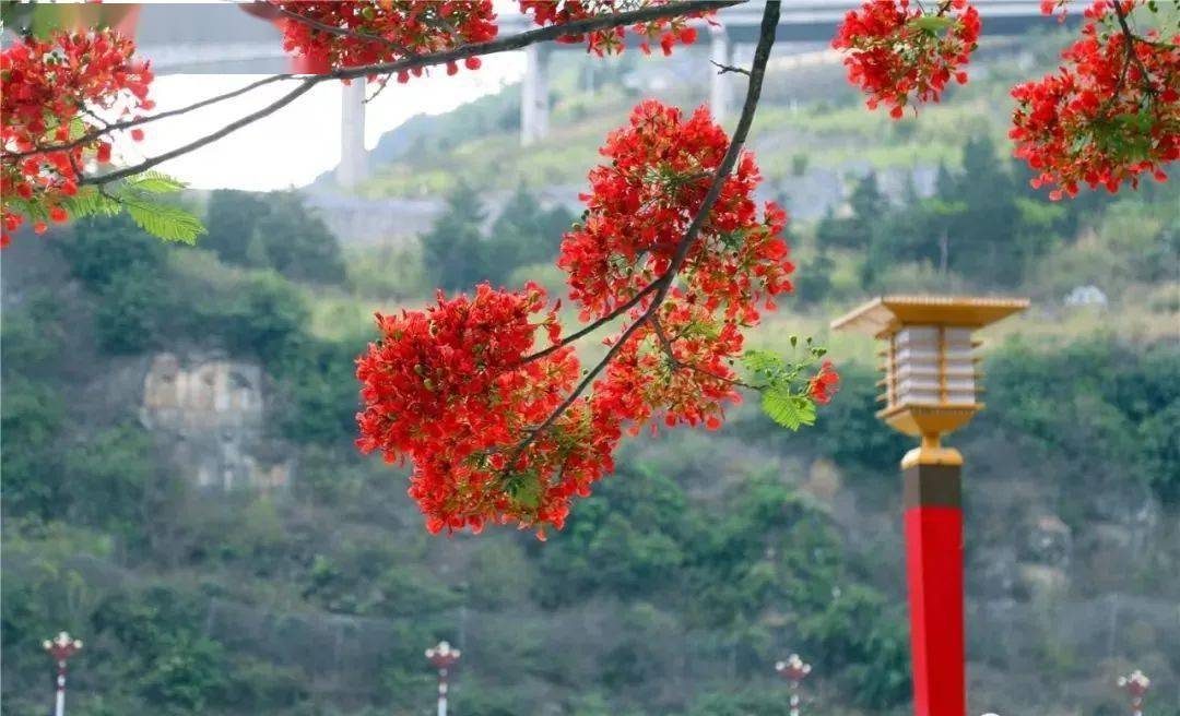 【怒江旅游】凤凰花开红似火,峡谷赏花正当时