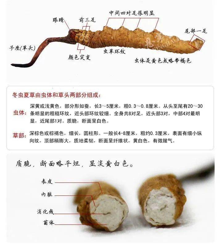 本草小课堂 | 新鲜冬虫夏草正上市,当季虫草品质怎样?