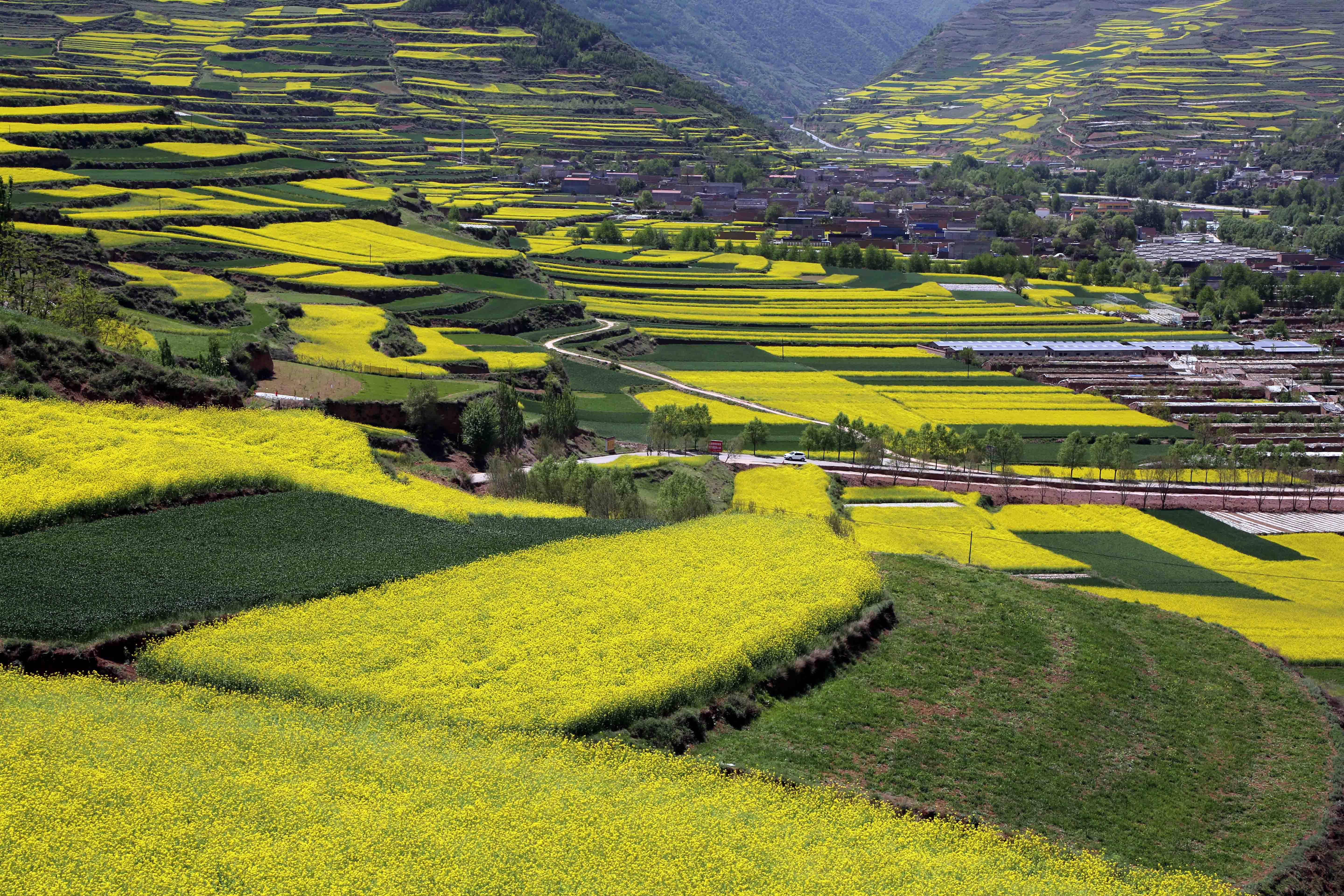 这是5月8日在甘肃省天水市武山县境内拍摄的油菜花田.