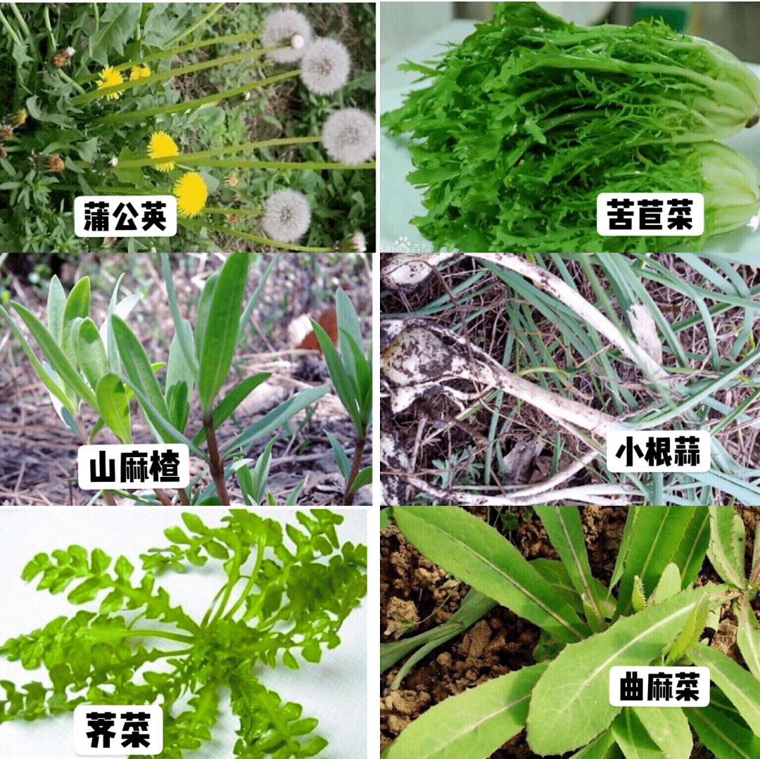 大连疾控提醒图里这些菜有毒