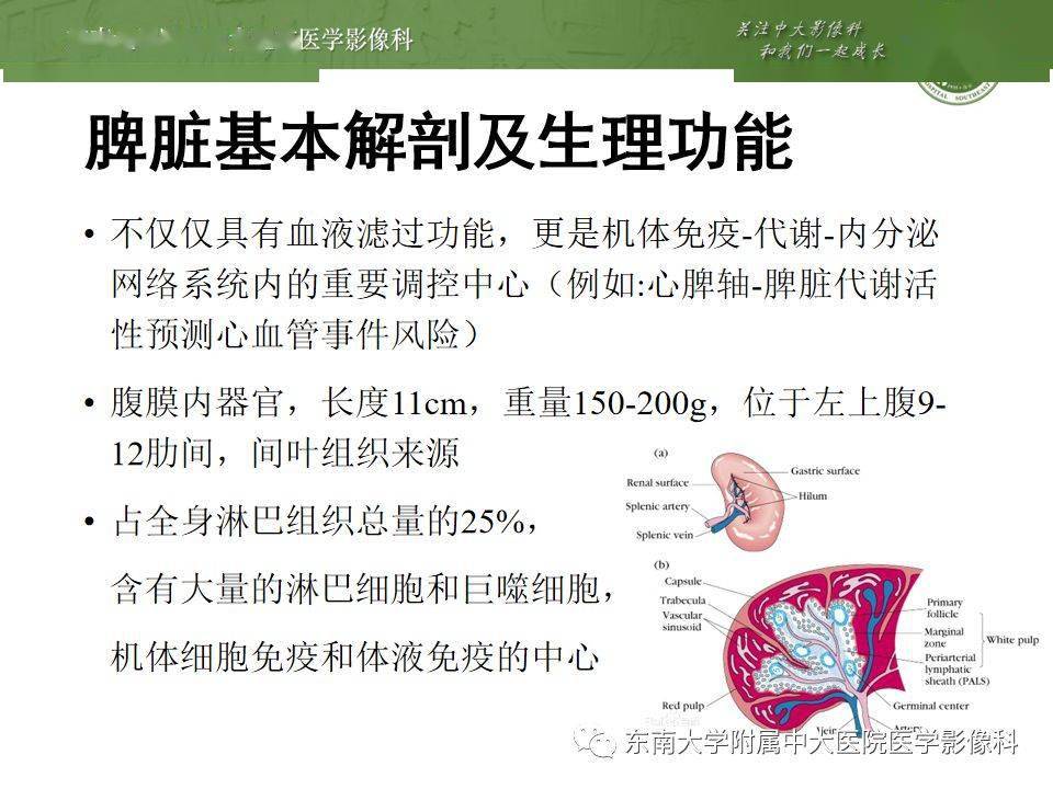 脾脏先天异常影像表现