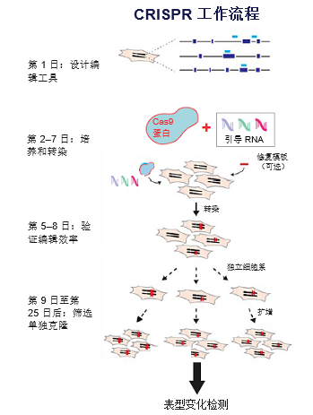 crispr-cas9基因编辑验证新利器:seqscreener seqstudio