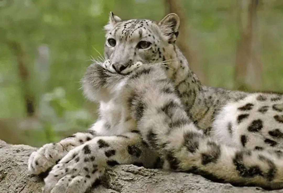 关于雪豹,还有一个超级萌的特点,它们会自己咬住自己的尾巴,就像这样