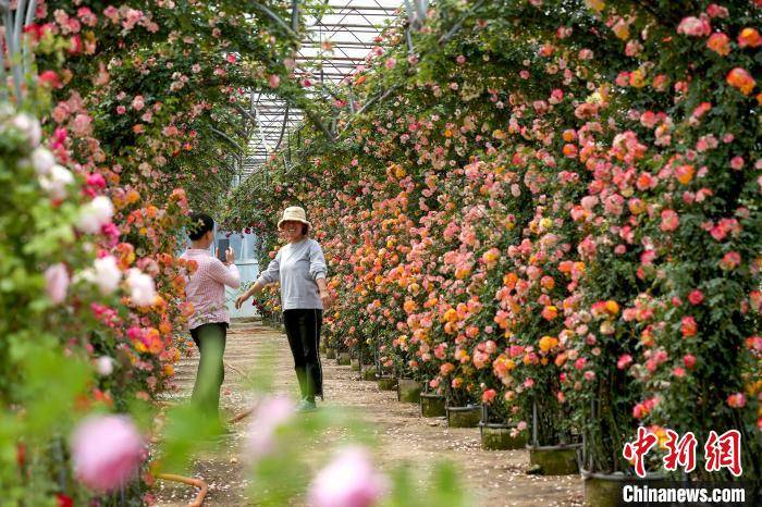 北京月季文化节即将开幕 11大展区文娱活动精彩纷呈