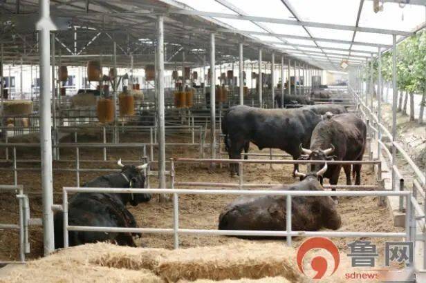 24小时可视化牛栏 养牛像养孩子一样