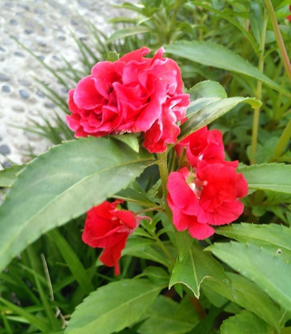 3种"名字老土"的花,耐热耐晒好养花量大,也是很美的
