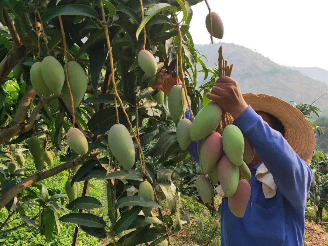 芒果经销商,芒果代购人员要以诚信为本,共同恪守芒果成熟采摘标准,不