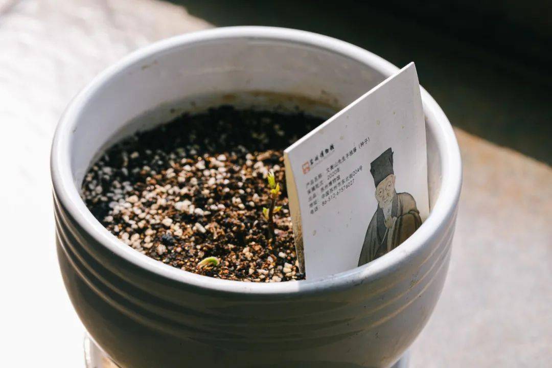 文徵明的紫藤花开了_苏州博物馆