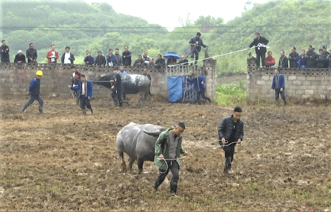 独山上司镇:"四月八",斗牛忙