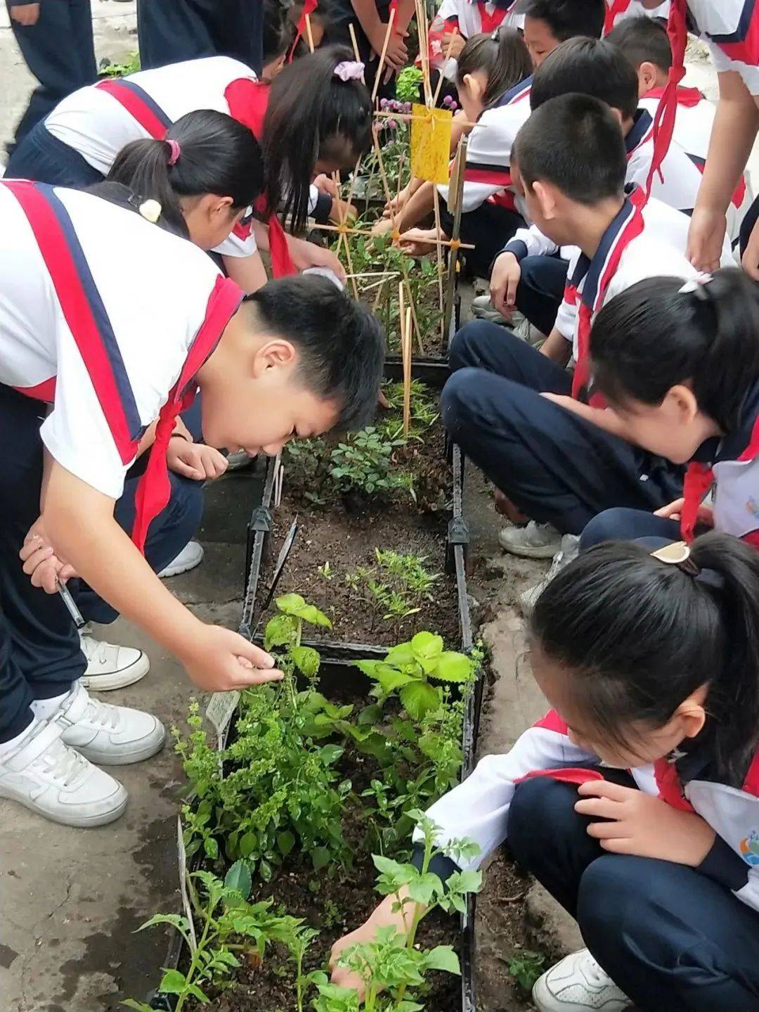 劳动真有趣芳村实验小学劳动实践基地让孩子感受劳动的乐趣