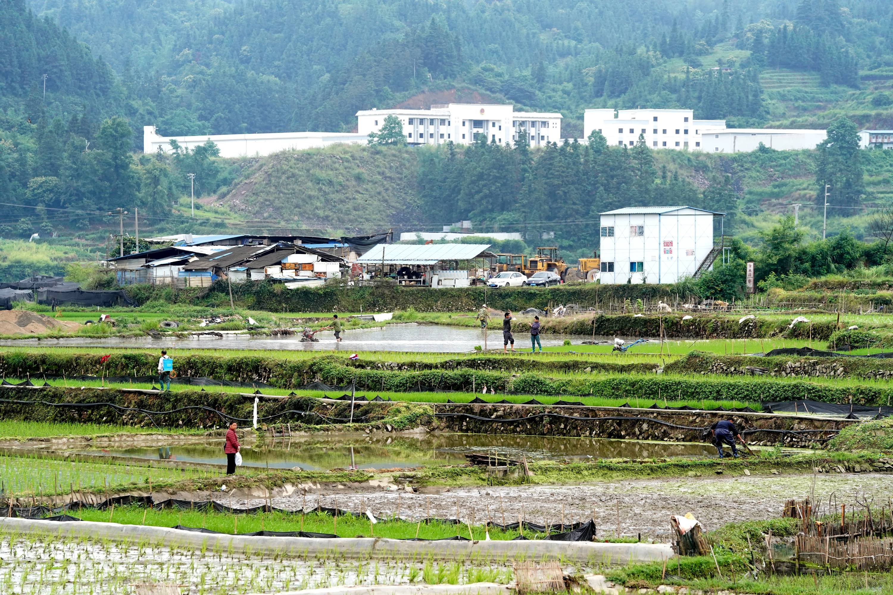 贵州从江:小满至 田间地头农事忙