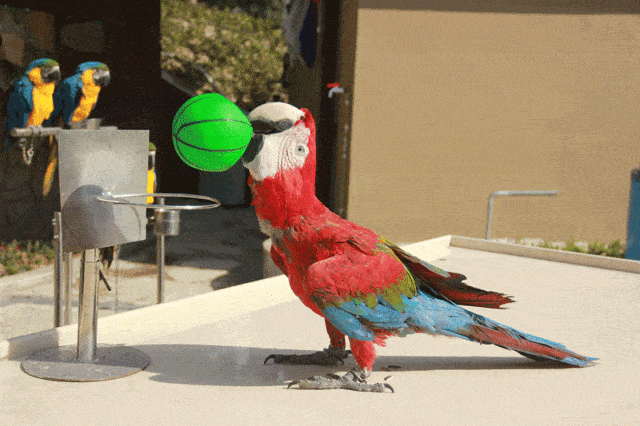 长沙飞鸟乐园门票免费送,上百种珍稀鸟类超