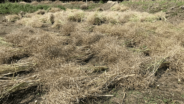 说起收割油菜籽,生长在农村里的人并不陌生,它既是一件辛苦劳累的农活