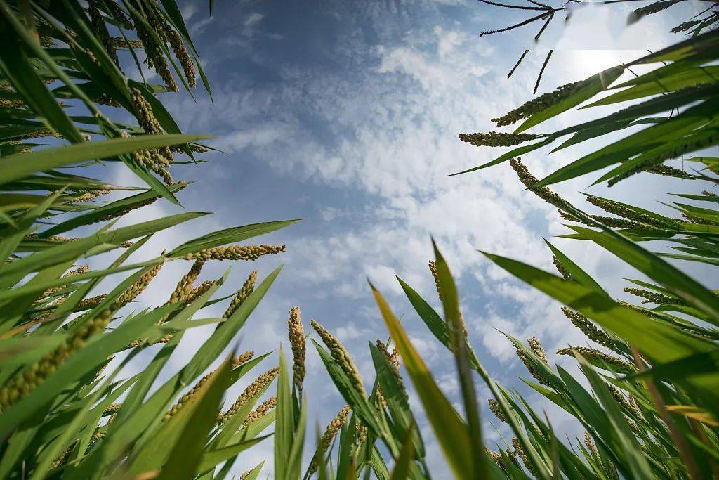 这种植物养活了14亿人最懂它的人却走了十万民众含