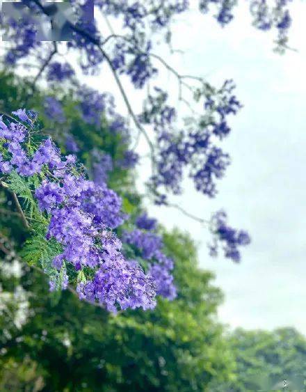 五月限定的浪漫!成都蓝花楹赏花地大盘点