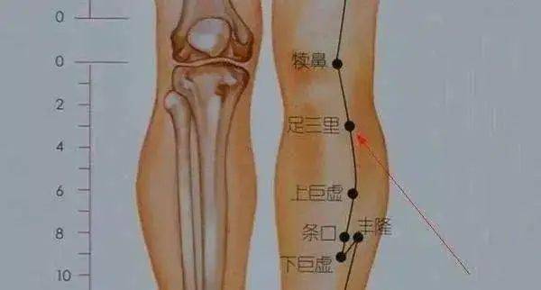 所以,可以说腿部最重要的一个保健穴就是  足三里.