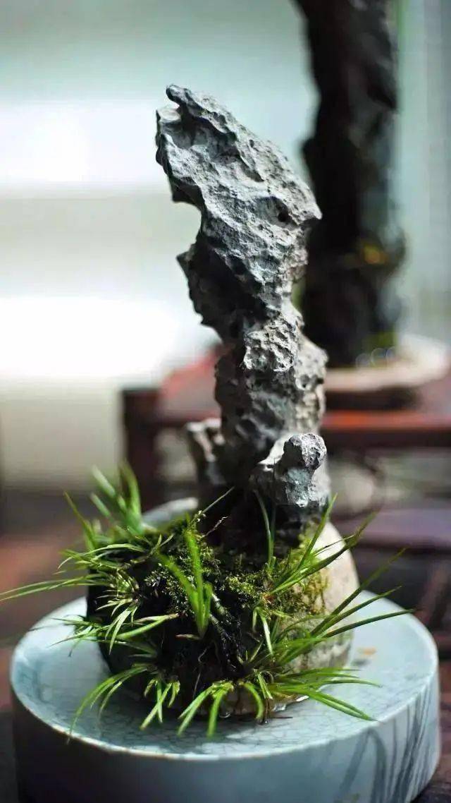 台长玩盆景案例1:妙栽金钱菖蒲,创意一盆"时来运转 "!