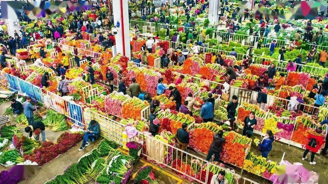 昆明斗南花卉市场毗邻昆明市呈贡区滇池东岸 享有"金斗南"之称 2020