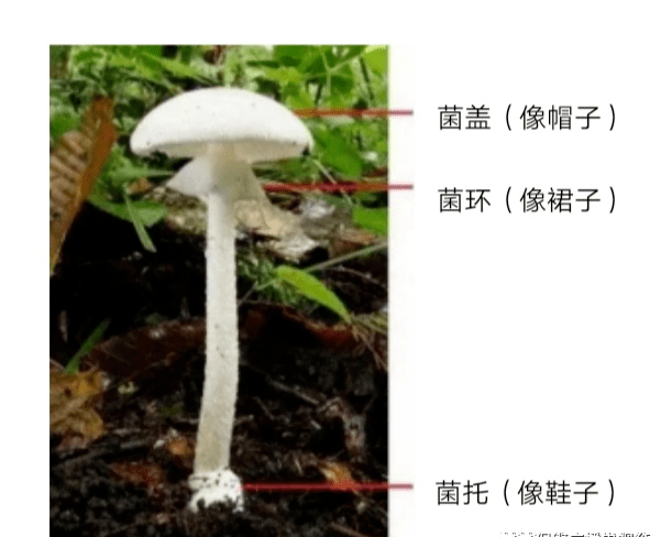 菌盖有鳞片,菌柄有菌环,菌柄基部有菌托(或环形棱纹菌托(即头上带帽