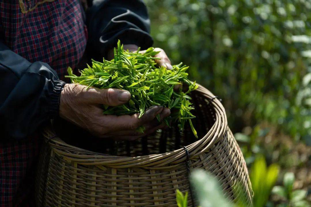 讲好茶故事传承茶文化看余杭如何利用农文旅融合擦亮径山茶品牌