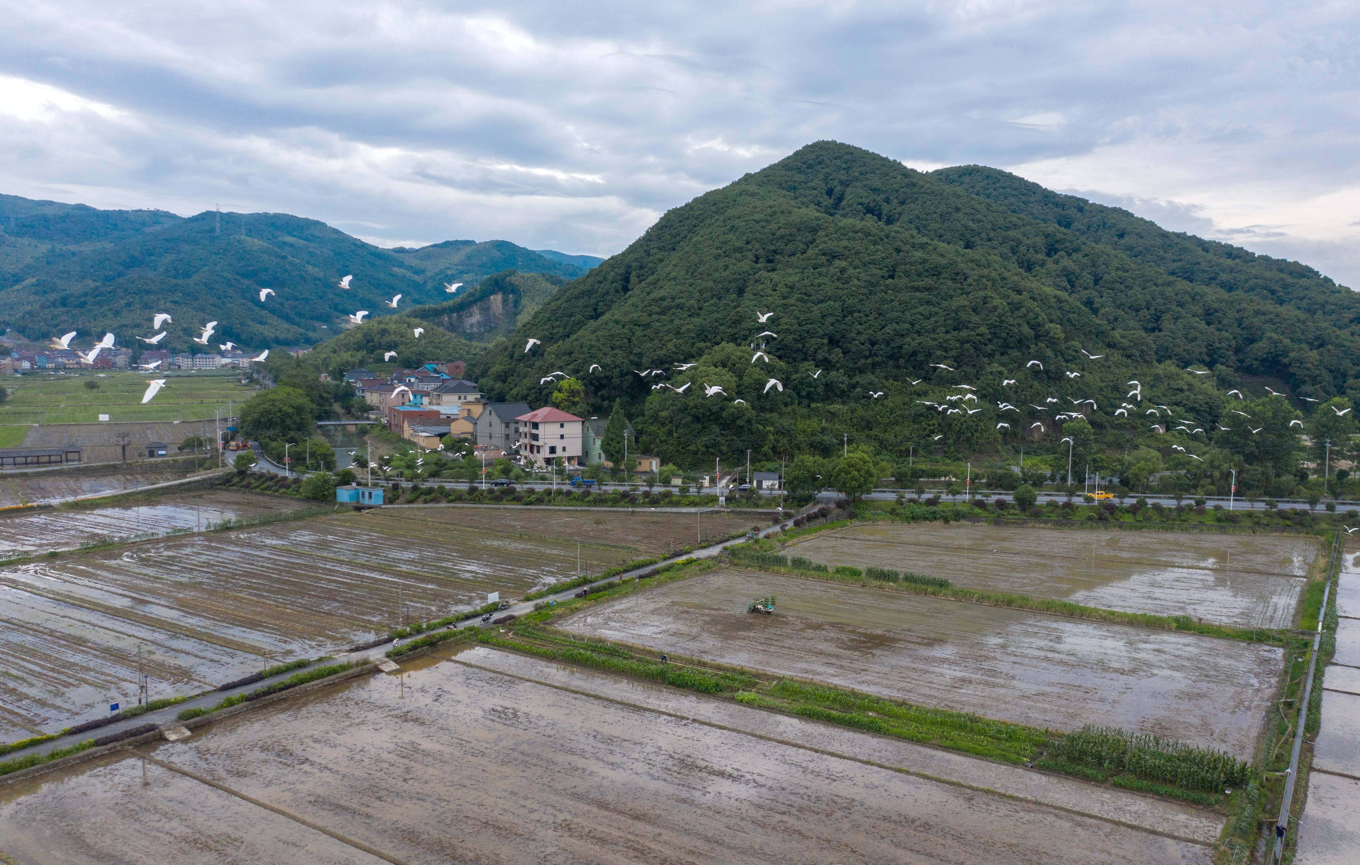 在渔山乡浙江省级粮食功能区的千亩稻田上空,白鹭纷飞(6月1日摄,无人