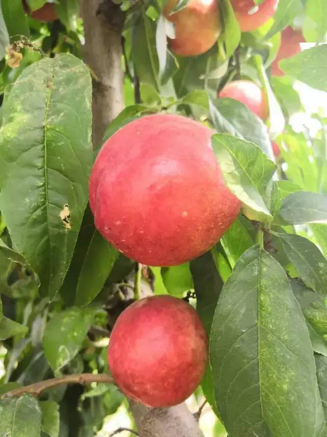 6月早熟桃新品种都有哪些