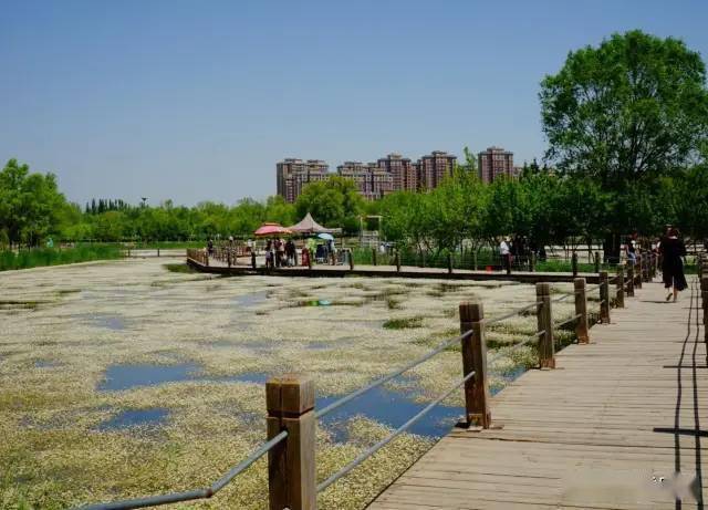 呼市南湖湿地公园的湖里长出许多小花荷叶漂浮在小白花中间十分好看