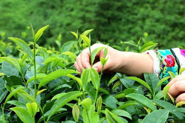 融水地处广西柳州北部山区,县内生态环境良好,拥有有丰富的 野生茶
