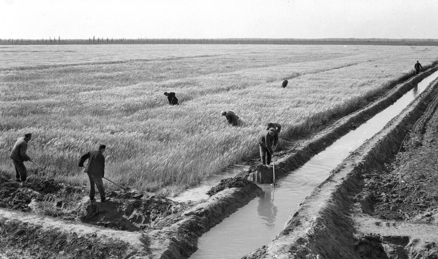 1961年,黄泛区农场工人在给孕穗的小麦浇水抗旱.