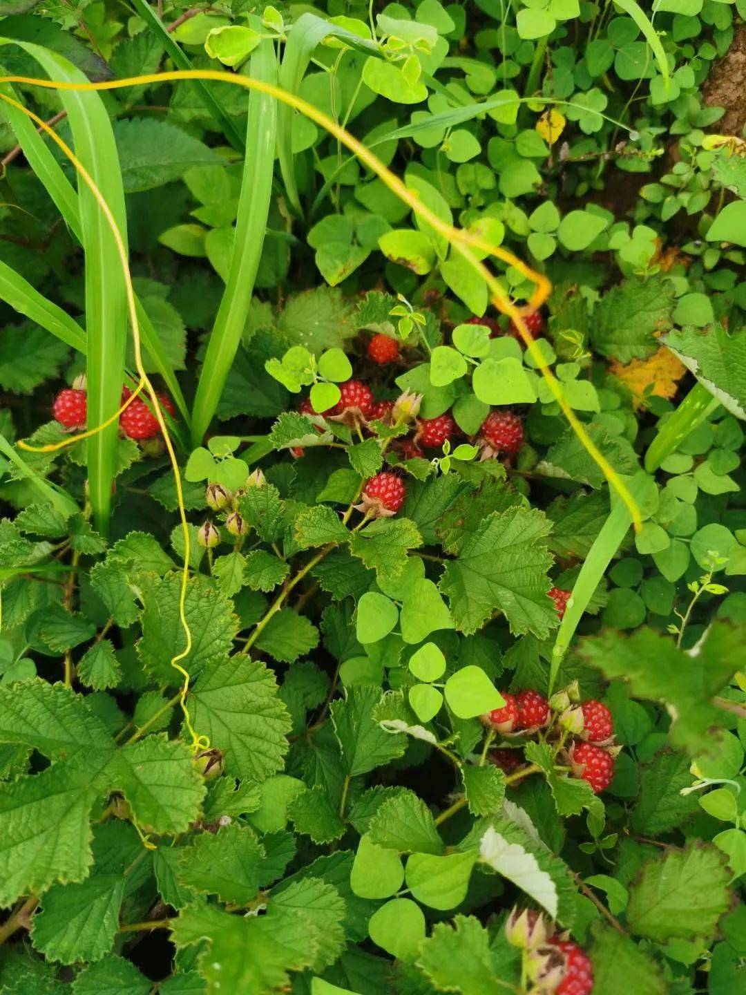 树莓是对悬钩子属的果实的通称