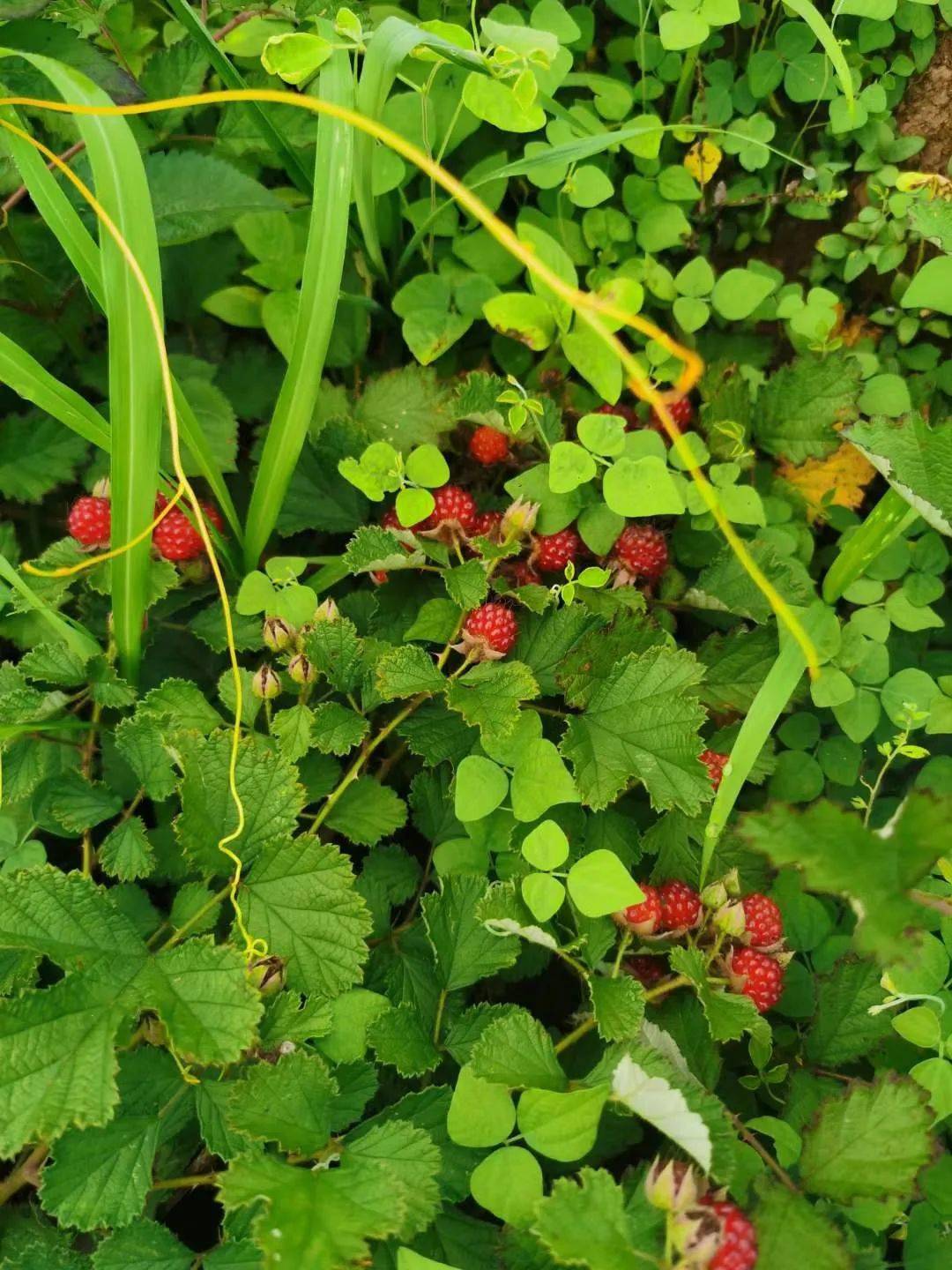 最近南雄山林里冒出了许多红红的"野草莓"