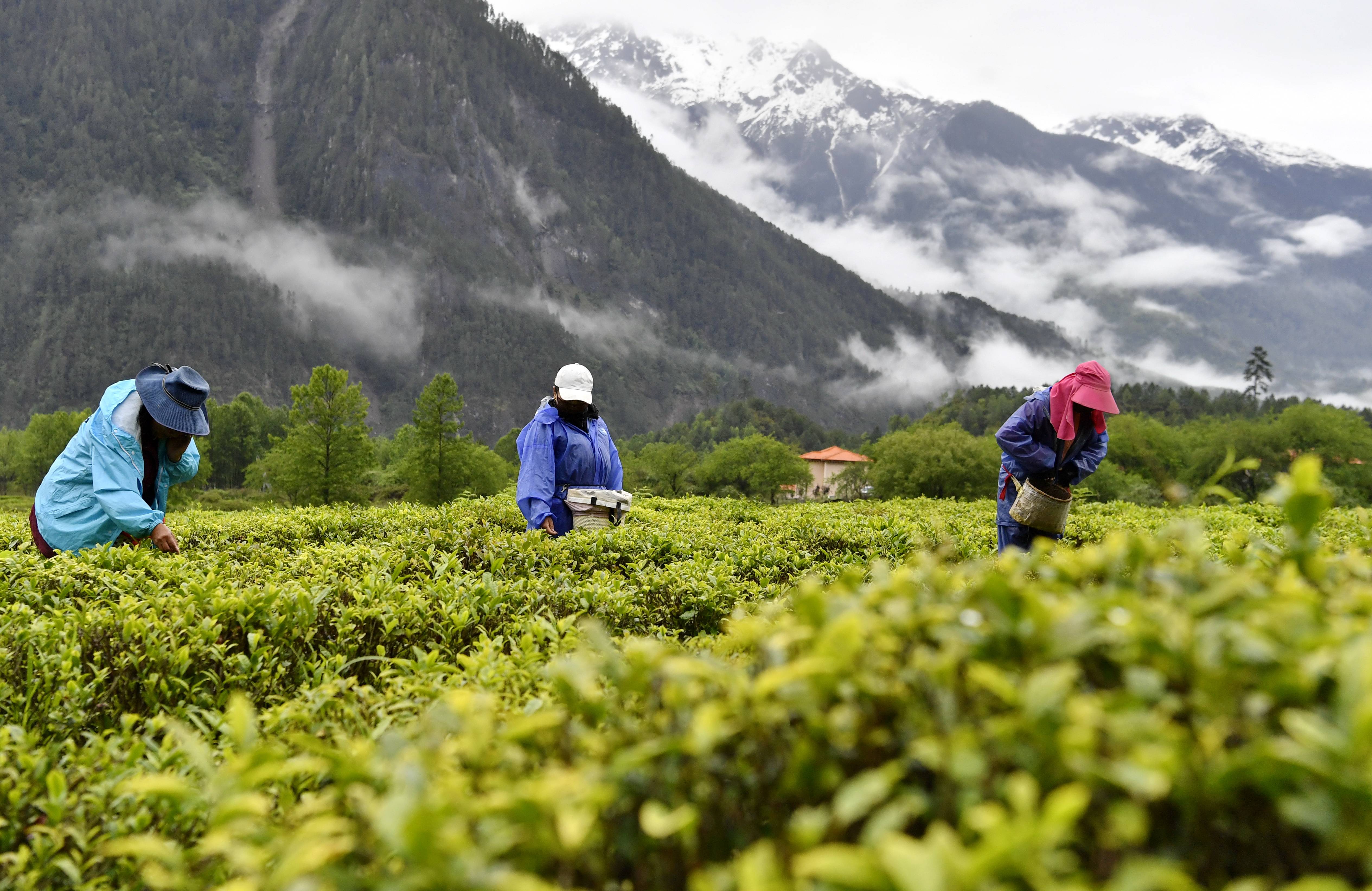 易贡茶场的工人在采摘茶叶(5月22日摄).