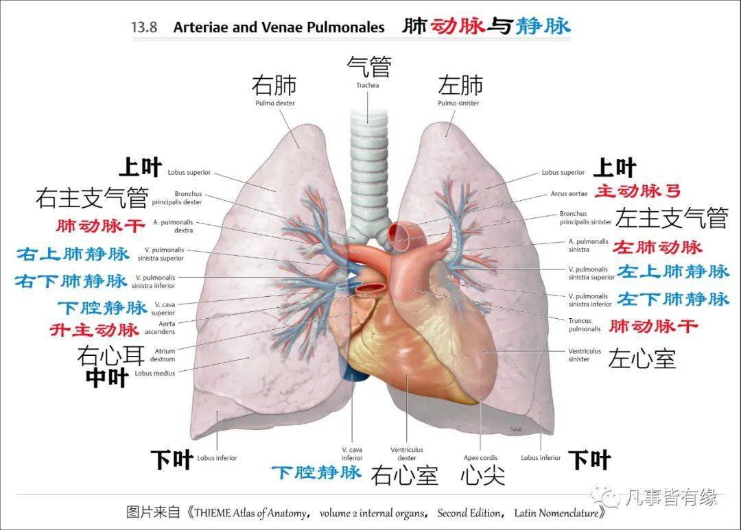 全胸片正常解剖胸部及心肺基础知识复习