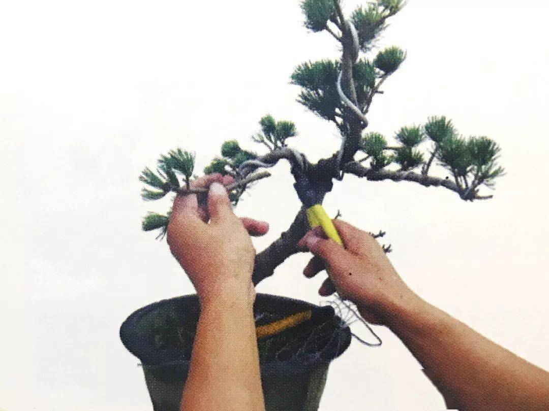最强最全最细图解:大阪五针松盆景制作过程,懒人园艺福利!