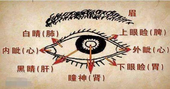 眼睛不同部位归哪个器官管?