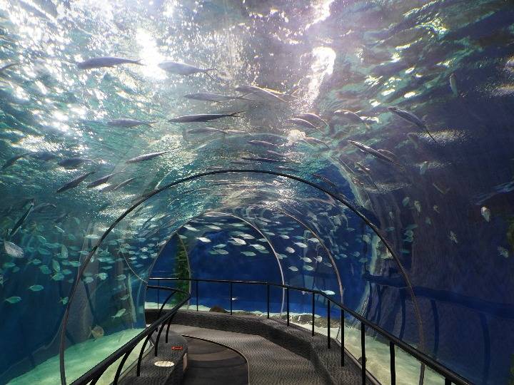 水族馆里话可持续发展——中外专家把脉海洋生态健康