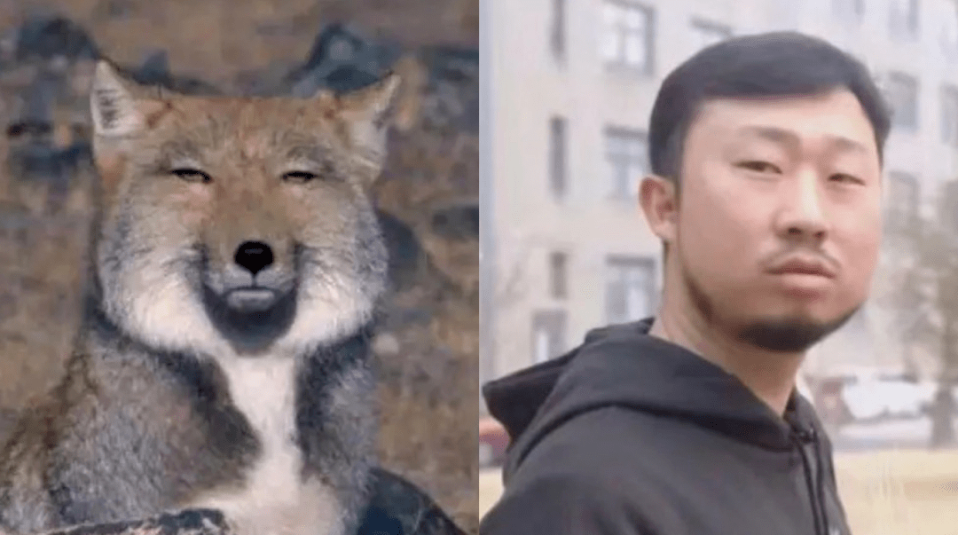 为什么全世界都在用藏狐表情包?