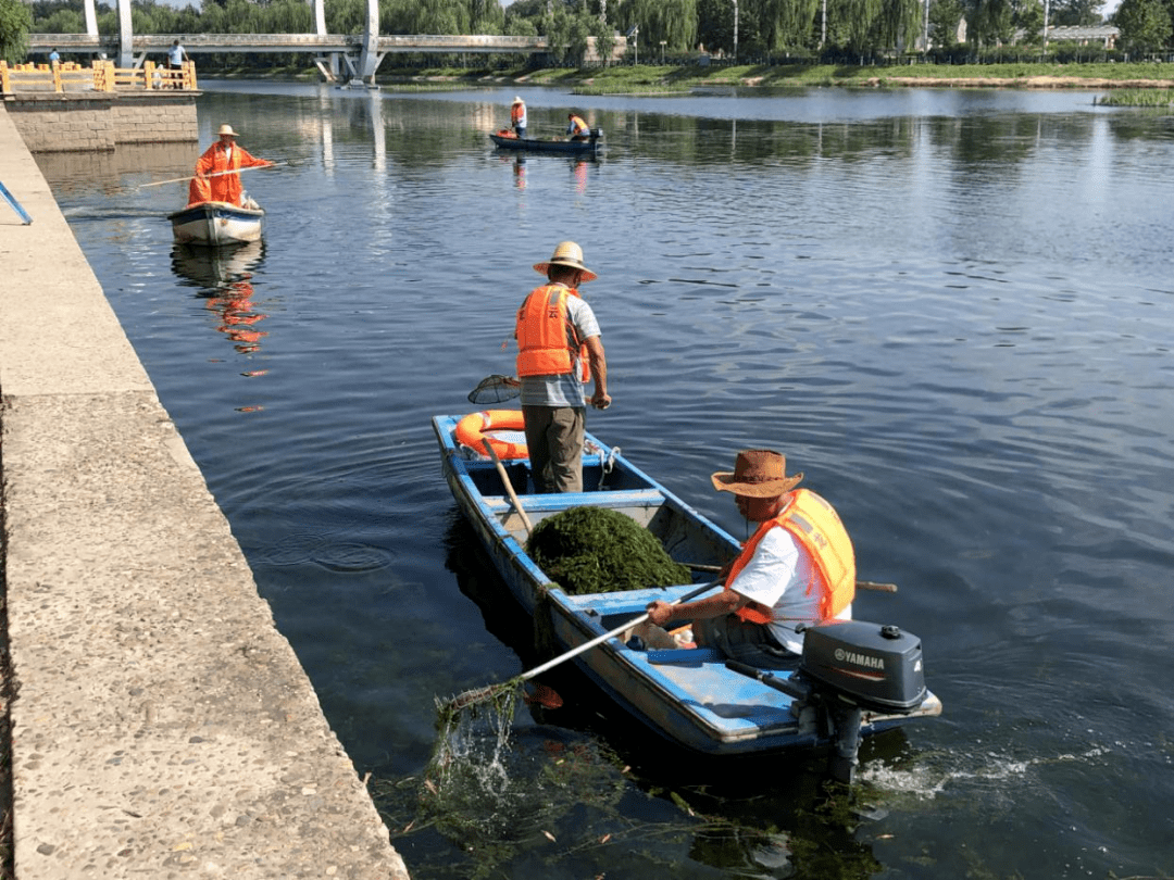 【水务动态】打捞河道水草持续进行中 确保河道"小清新"