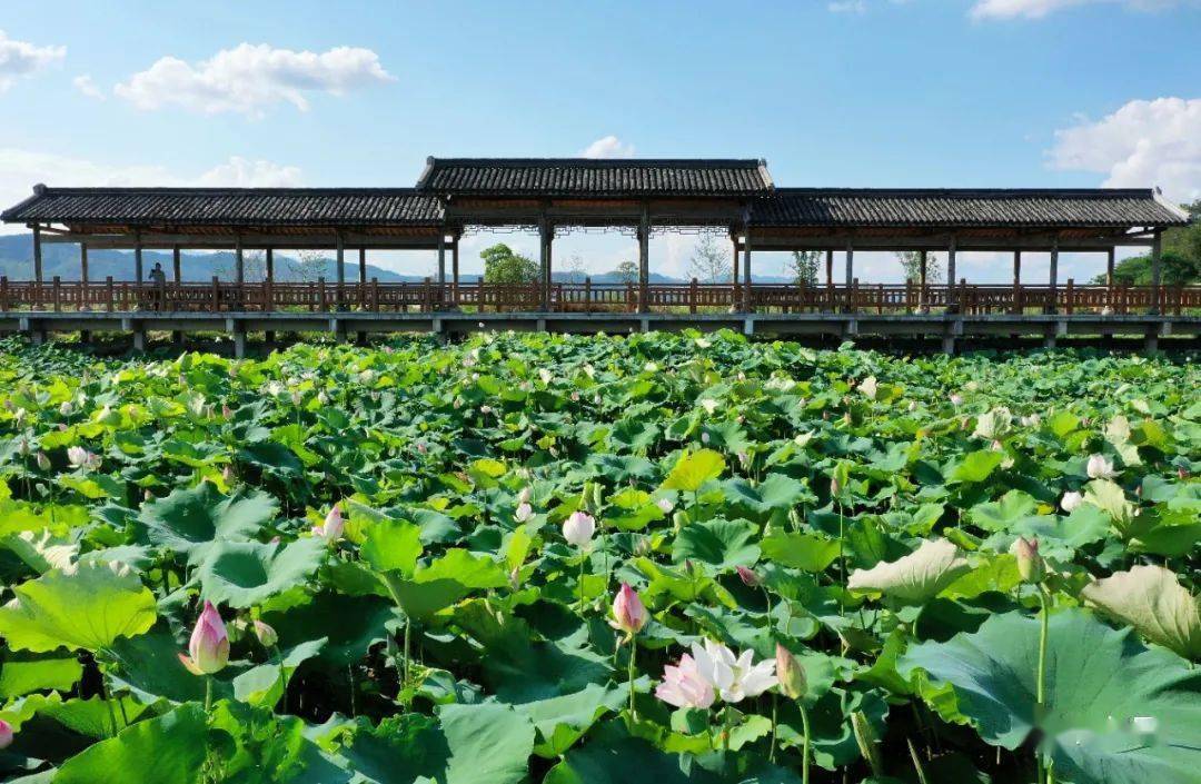 又到一年赏荷季蕉岭三圳九岭十里荷塘惊艳整个夏天