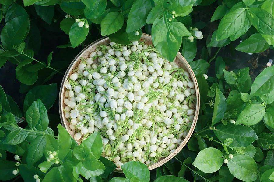 你是我的小茉莉