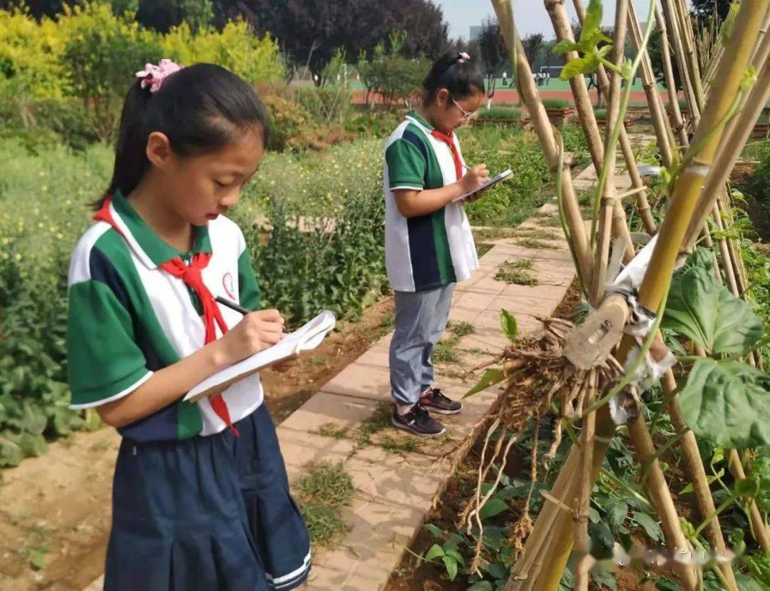 综合实践农耕课程以田地为依托,让学生们学到了书本上学不到的知识