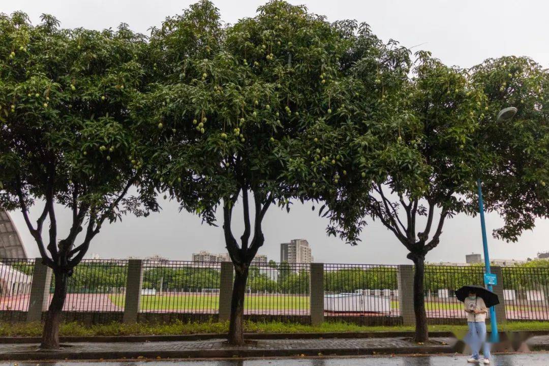 芒果树在石牌校区的西田的门口,北区以及生物园附近;大学城校区的北