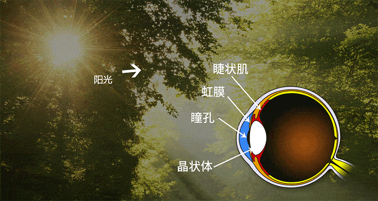 野光源眼调节训练灯系列采用独家专利技术,  