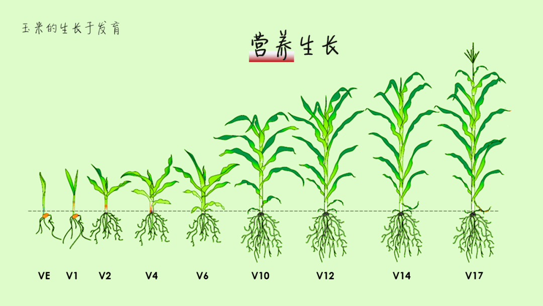 48张ppt高清图解玉米籽粒是如何发育的