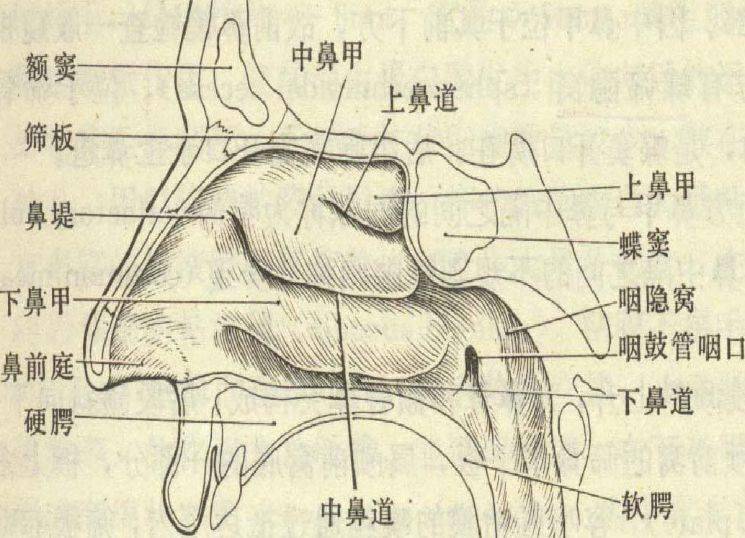 两者合成翼管神经至蝶腭神经节,节后 分为鼻后上神经分布