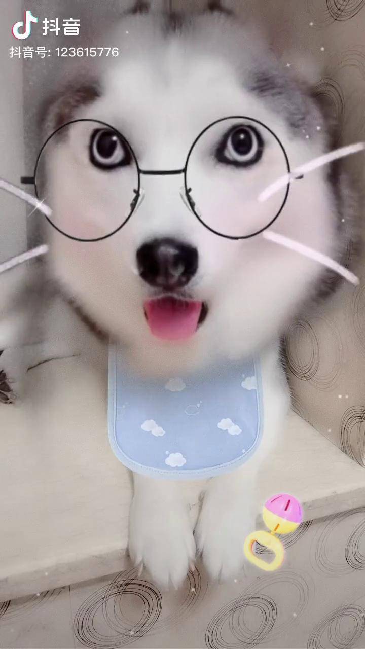 捕捉到一只萌萌哒的小二哈谁家的姑娘长得这么漂亮养狗的乐趣